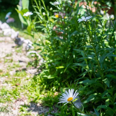 Apartamento By The Sea Barbat, Rab - 4977 Barbat na Rabu